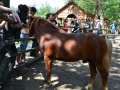 DSC_2723.JPG